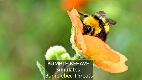 Bumblebee Threats Tested in 'Virtual Safe Space'