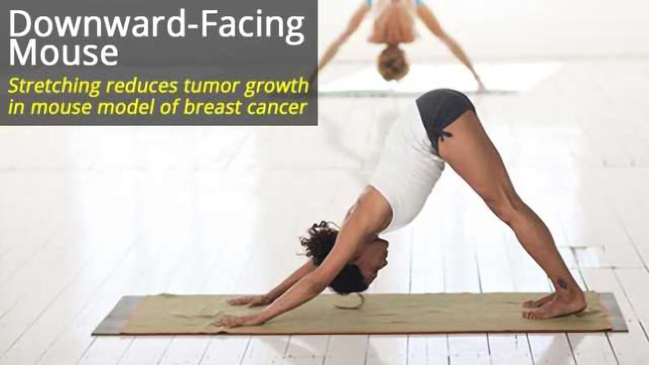 Downward-Facing Mouse: Stretching Reduces Breast Cancer Tumor Growth