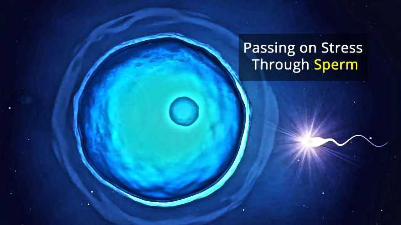 Stress Passed to Children Through Sperm RNA