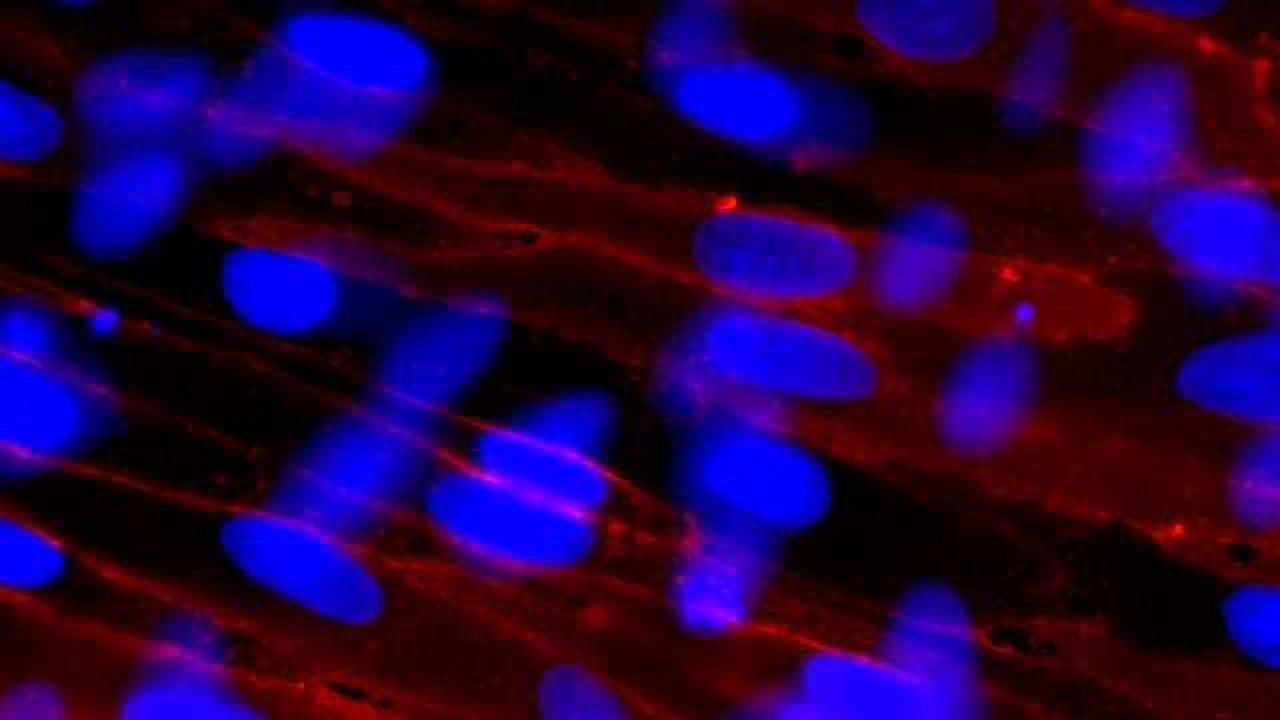 Lonza Further Strengthens Hepatocytes Portfolio with Addition of Hepatic Non-Parenchymal Cells