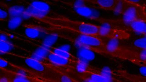 Lonza Further Strengthens Hepatocytes Portfolio with Addition of Hepatic Non-Parenchymal Cells