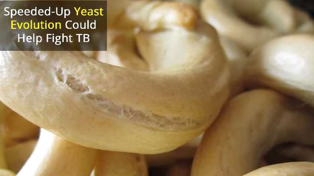 SCRaMbLE Speeds Up Yeast Evolution
