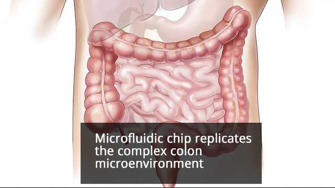 Novel Collagen Membrane Improves Colon-on-a-Chip Functionality