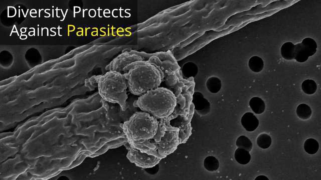 Genetic Diversity Helps Protect Against Disease