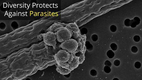 Genetic Diversity Helps Protect Against Disease