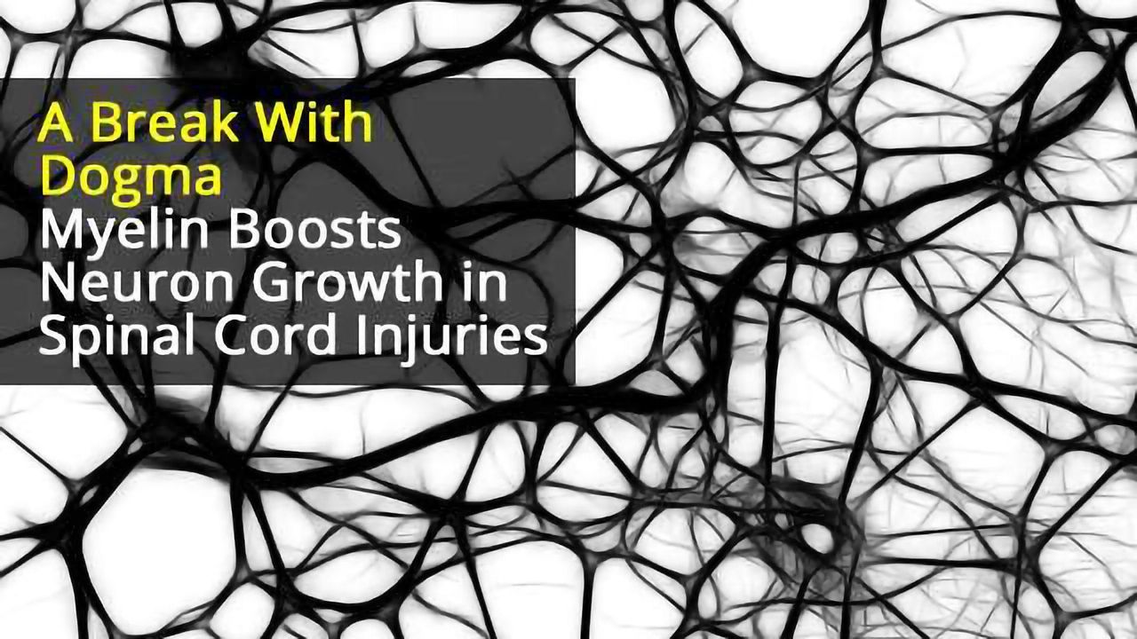 Myelin Encourages Neuronal Growth Following Spinal Cord Injury