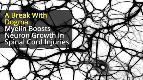 Myelin Encourages Neuronal Growth Following Spinal Cord Injury