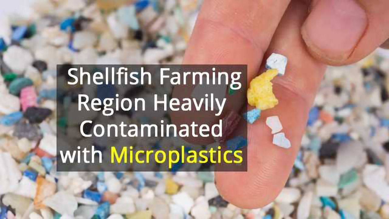 Prime Oyster Area Has Worryingly High Concentrations of Microplastics