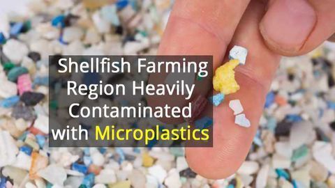 Prime Oyster Area Has Worryingly High Concentrations of Microplastics
