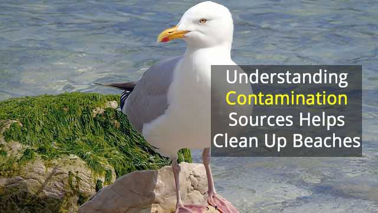 Cause of E. coli Beach Closures? Gulls!