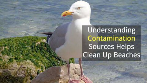 Cause of E. coli Beach Closures? Gulls!