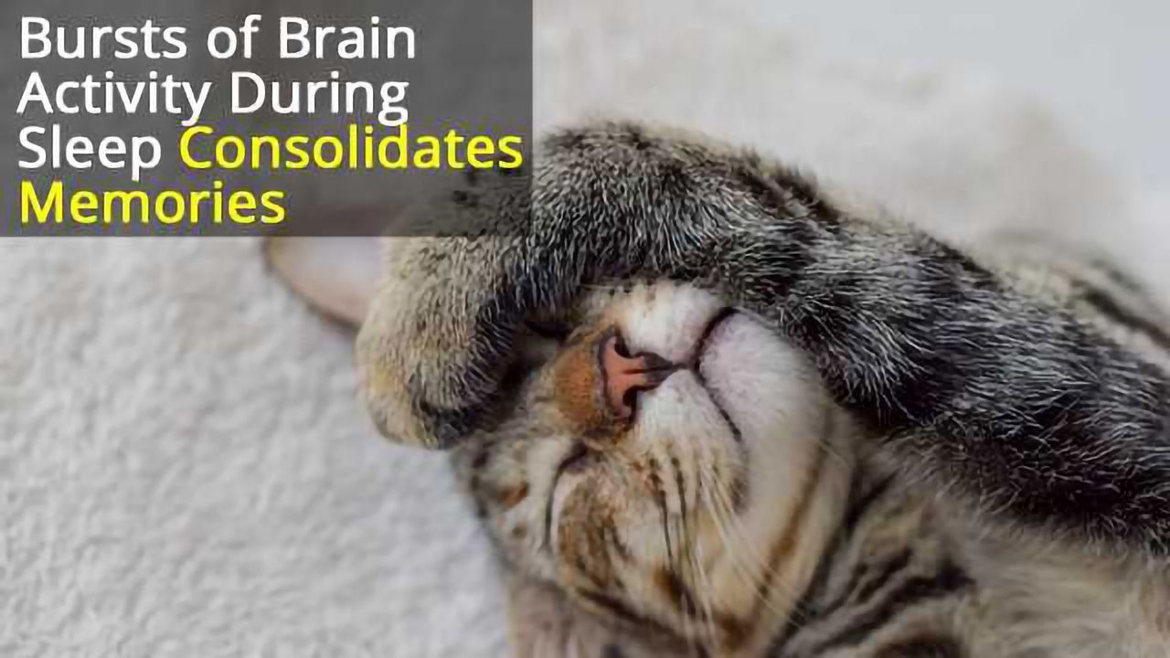 Reactivating Memories During Sleep Improves Consolidation