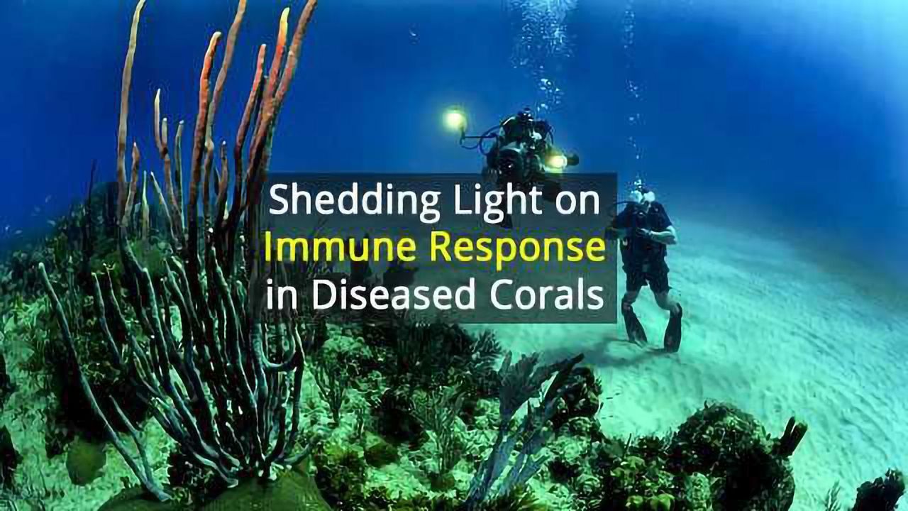 Strong Immune Response in Diseased Corals Potential Trade-Off