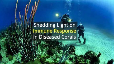 Strong Immune Response in Diseased Corals Potential Trade-Off