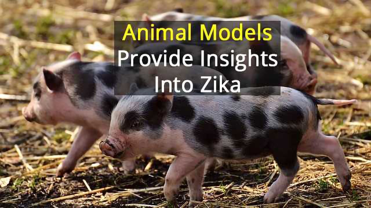 Pigs as Models for Zika Virus Research