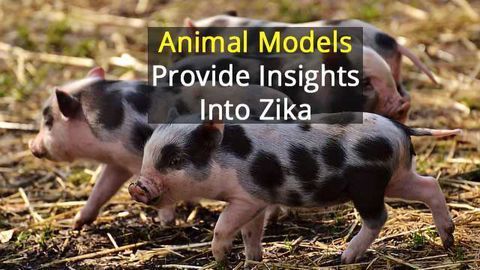 Pigs as Models for Zika Virus Research