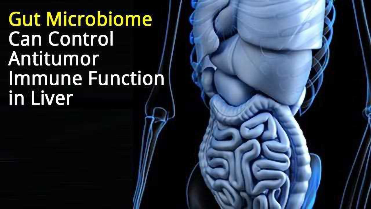 Antitumor Immune Function in Liver Controlled by Gut Microbiome
