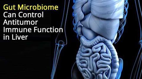 Antitumor Immune Function in Liver Controlled by Gut Microbiome