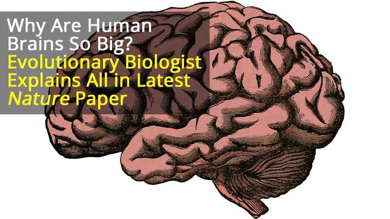 Why do Humans Have Such Large Brains? Our Study Suggests Ecology Was the Driving Force