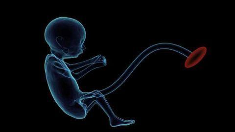 Genes, Environment and Schizophrenia: New Study Finds the Placenta is the Missing Link