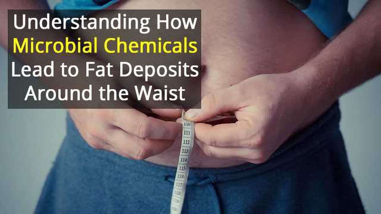 Gut Processes Identified that Drive Fat Build-Up Around the Waist