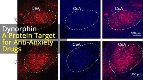 Neuropeptide of Stress: Dynorphin drives anxiety
