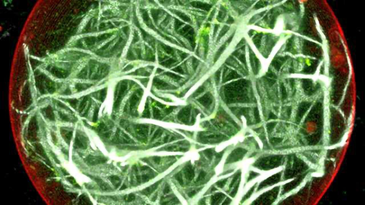 A Photosynthetic Engine for Artificial Cells