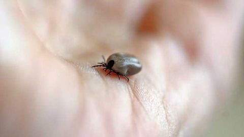 How Tularemia Bacteria Trick Cells to Cause Disease