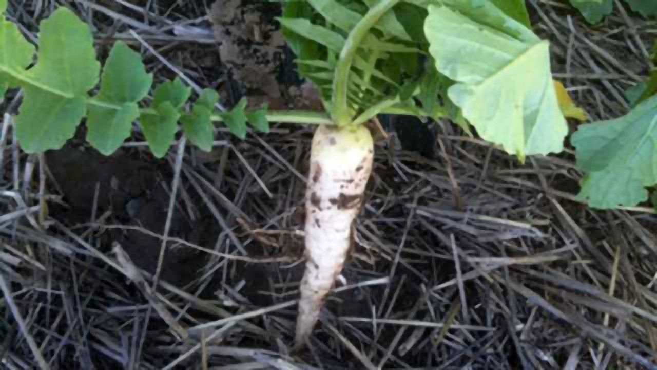Radishes to the Rescue