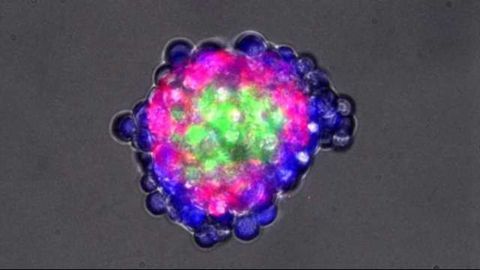 Synthetic ‘Tissues’ Build Themselves