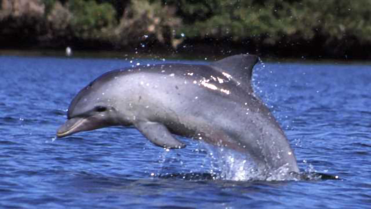 Dolphin Echolocation Could Improve Medical Ultrasound