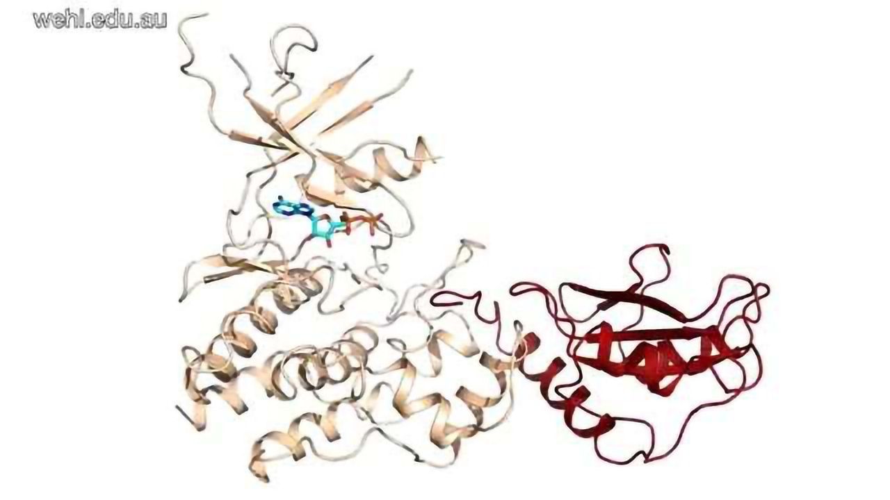 Protein Pair Provides Blueprint for Future Drugs