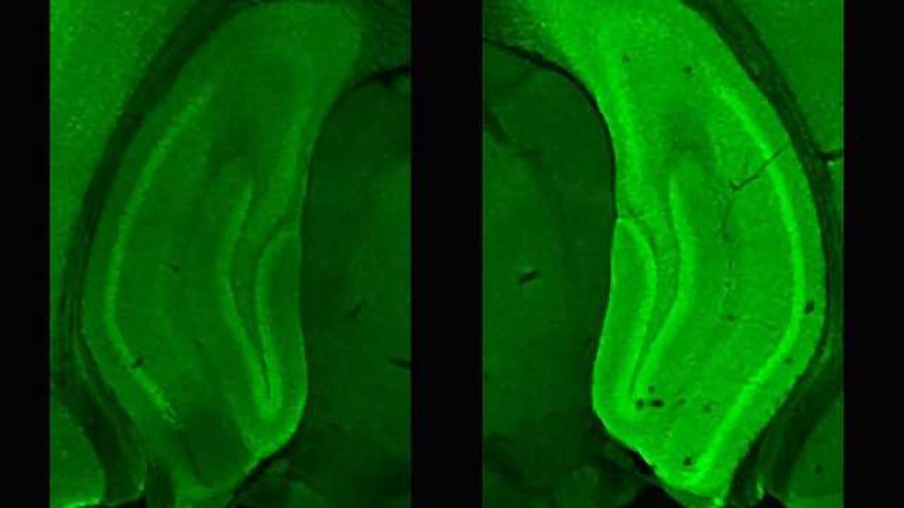 Primed Proteins Promote Memories of New Places in Minutes