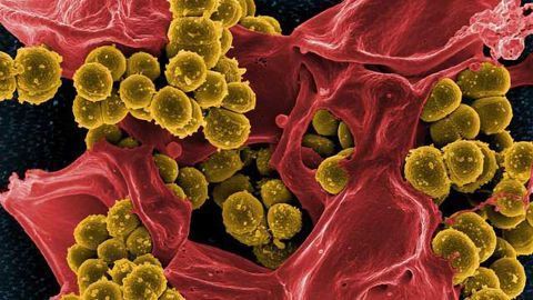 From White Blood Cells to Neurons
