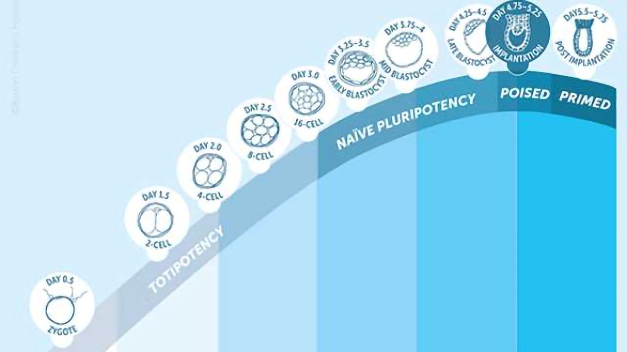 Poised Pluripotency