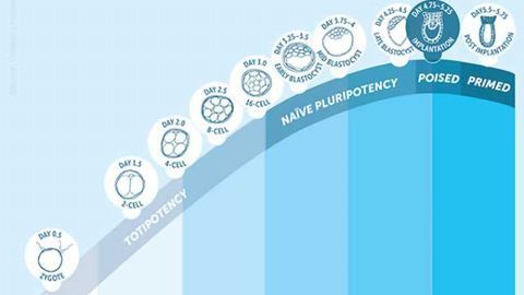 Poised Pluripotency