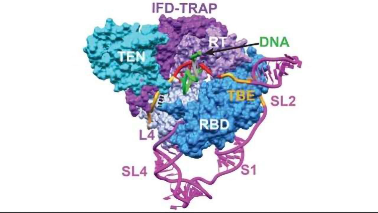 Telomerase: Highest Level of Detail Ever Seen