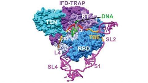 Telomerase: Highest Level of Detail Ever Seen
