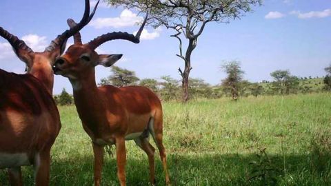 Counting Cheetahs: AI Helps Serengeti Conservation Efforts