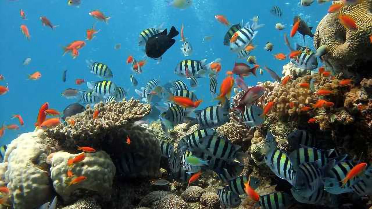 Coral Genome Study Reveals Surprising Twist