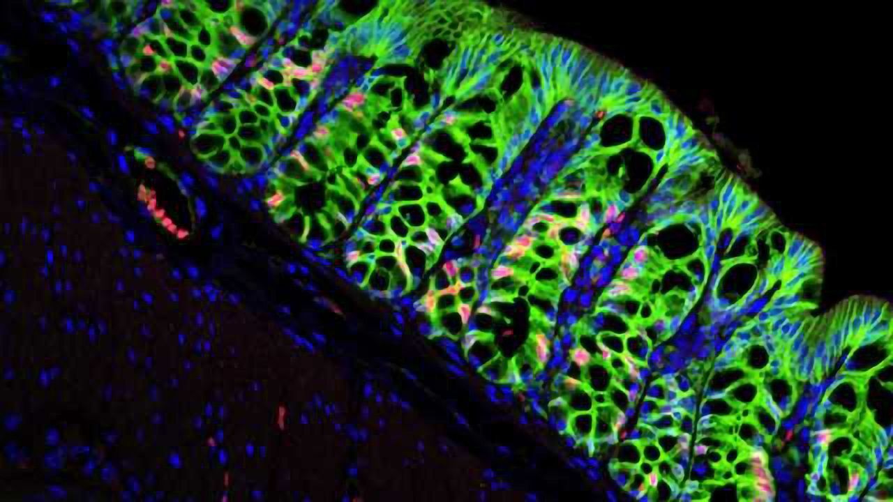 Stem-Cell Niche for 10 Billion Colon Cells a Day