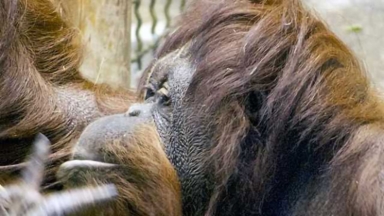 Improved Ape Genome Assemblies Give Human Evolution Insights