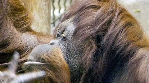 Improved Ape Genome Assemblies Give Human Evolution Insights