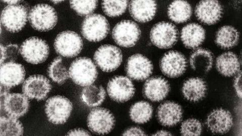 Next-Generation Sequencing Sheds Light on Rotavirus in Indonesia