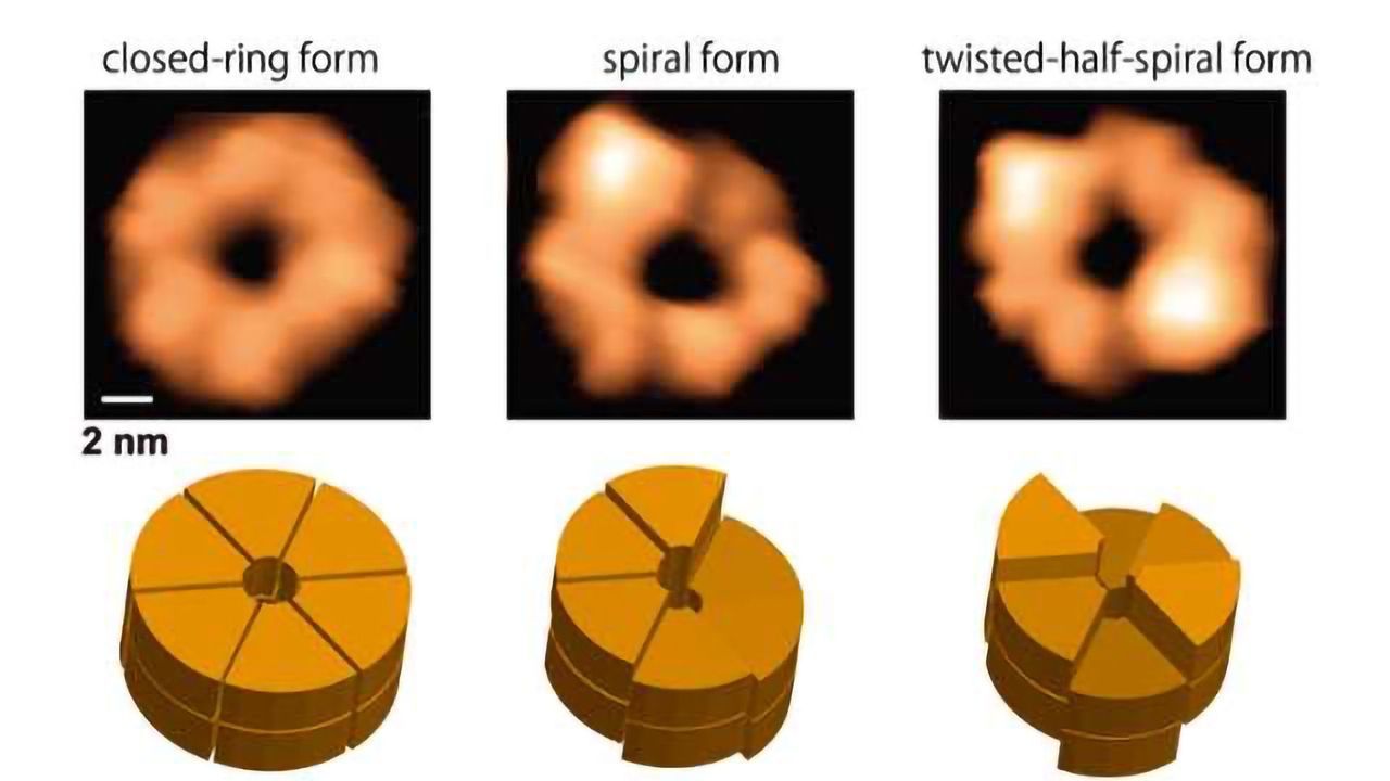 Bacterial Chaperone Structure Disentangled