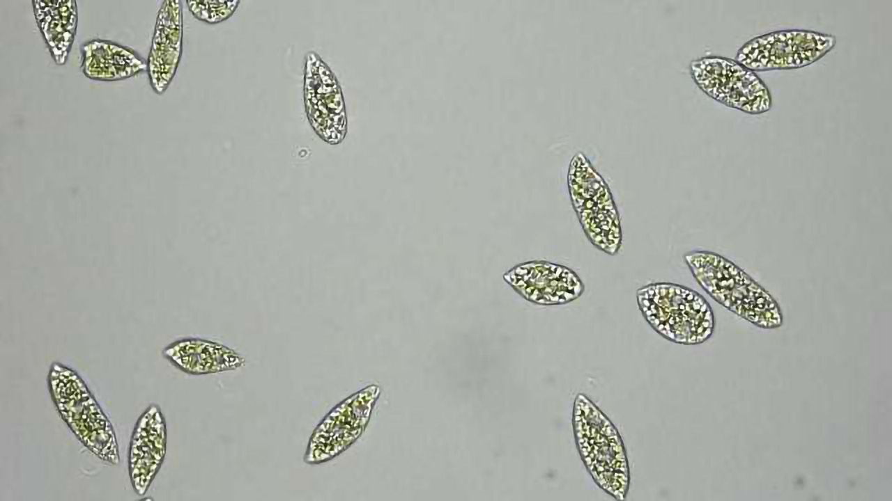 Laser Pulses and Fluorescence Enable Metabolite Viewing