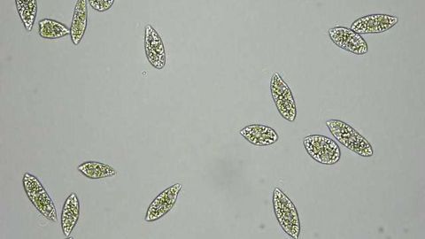 Laser Pulses and Fluorescence Enable Metabolite Viewing