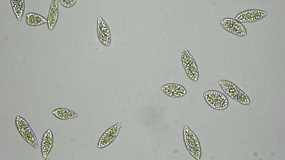 Laser Pulses and Fluorescence Enable Metabolite Viewing content piece image