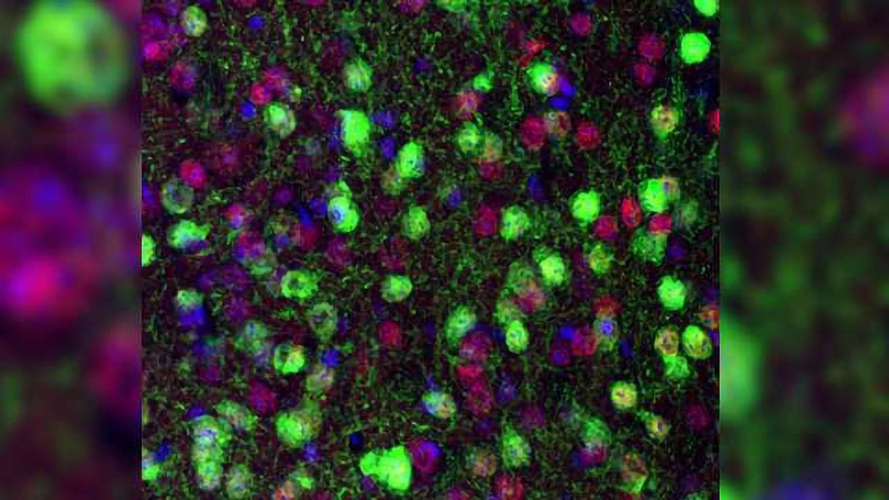 Protein that Makes Aggressive Mice Violent Found in Brain's Reward Area