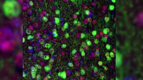 Protein that Makes Aggressive Mice Violent Found in Brain's Reward Area